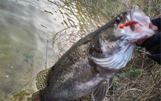 溪流钓鱼鳜鱼怎么样，溪流鳜鱼什么饵好