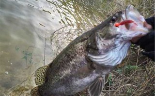 秋季钓鱼鳜鱼怎么样？秋季钓鳜鱼用什么饵？