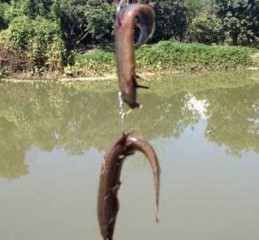 泥鳅塘怎么样钓鱼，泥鳅鱼钓法