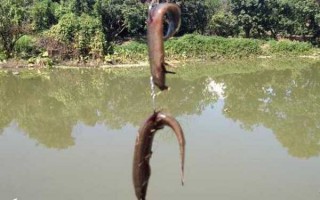 泥鳅塘怎么样钓鱼，泥鳅鱼钓法