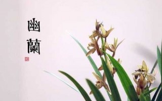 幽兰池塘钓鱼怎么样，幽兰讲解