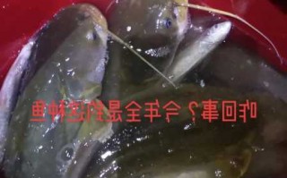 钓鱼吃胃怎么样，钓鱼吃的东西