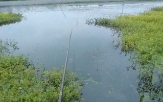 钓鱼用水草怎么样，野钓水草