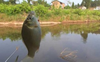 河南小沟钓鱼怎么样？小河沟野钓视频？