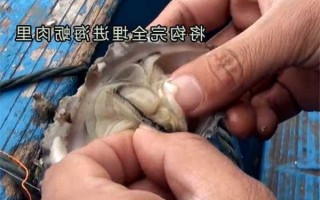 海蛎肉钓鱼怎么样？海蛎钓技巧？