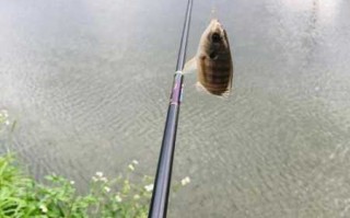 荷花河道钓鱼怎么样，荷花河道钓鱼怎么样好钓吗