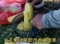 鲜玉米钓鱼怎么样，新鲜玉米钓鱼好吗