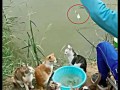 钓鱼猫质量怎么样，钓鱼猫质量怎么样？