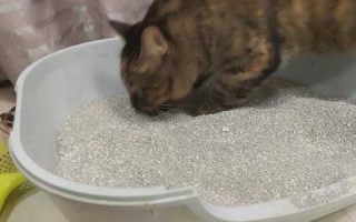 钓鱼猫猫砂怎么样，钓鱼猫猫砂怎么样好用吗！