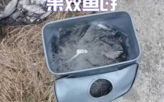 藿香水钓鱼怎么样？藿香水钓鱼怎么样用？