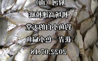 合肥小白钓鱼怎么样，钓小白鱼技巧？