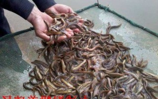 合肥泥鳅钓鱼怎么样，安徽肥西泥鳅养殖地址