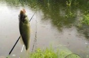 下雨钓鱼怎么样钓，下雨钓鱼怎么才能钓到？
