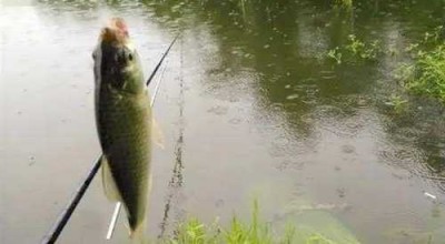 下雨钓鱼怎么样钓，下雨钓鱼怎么才能钓到？