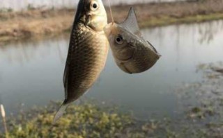 碾子水库钓鱼怎么样，碾子湾村钓鱼