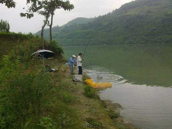 伏天中雨钓鱼怎么样，伏天钓鱼怎么钓！-第2张图片-平阳县乌魄百货商行