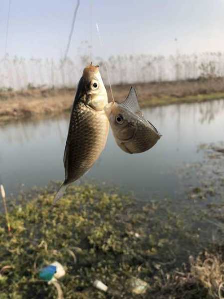 新疆钓鱼资源怎么样？湖南钓鱼资源怎么样？-第2张图片-平阳县乌魄百货商行