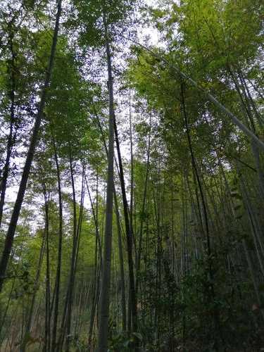 茂林水口钓鱼怎么样，茂林河林场？-第2张图片-平阳县乌魄百货商行