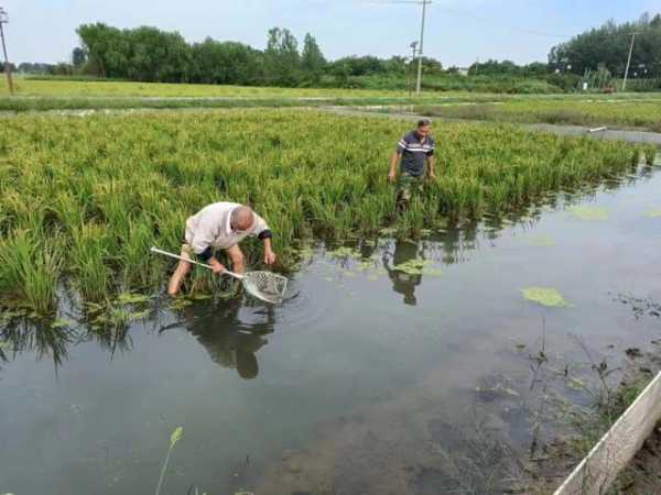 水稻公园钓鱼怎么样？水稻 公园？-第3张图片-平阳县乌魄百货商行