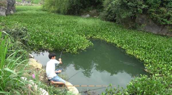 夏日鱼塘钓鱼怎么样？夏天钓鱼塘用什么诱饵好？-第1张图片-平阳县乌魄百货商行