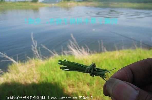 草根挂钩钓鱼怎么样？鱼钩挂草钓草鱼？-第3张图片-平阳县乌魄百货商行