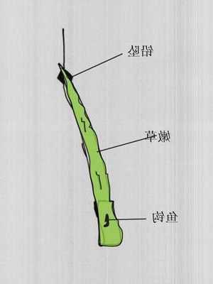 草根挂钩钓鱼怎么样？鱼钩挂草钓草鱼？-第1张图片-平阳县乌魄百货商行