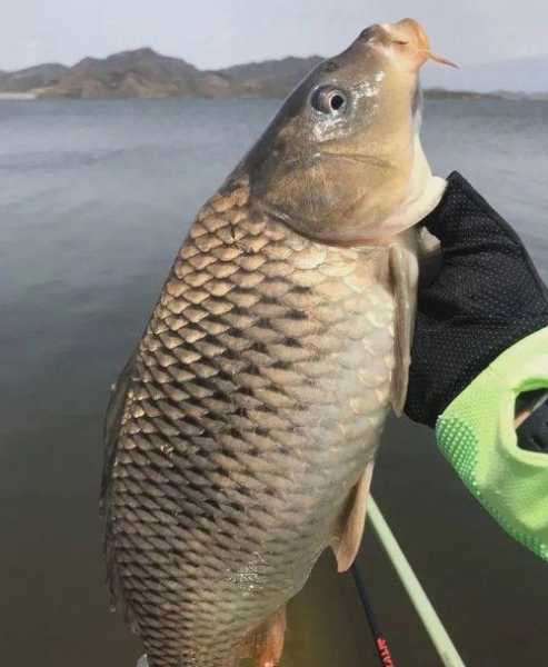 水库下面钓鱼怎么样，水库底下有什么鱼！-第3张图片-平阳县乌魄百货商行