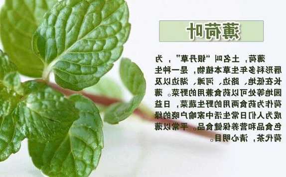 用薄荷钓鱼怎么样，薄荷叶能钓鱼吗-第1张图片-平阳县乌魄百货商行