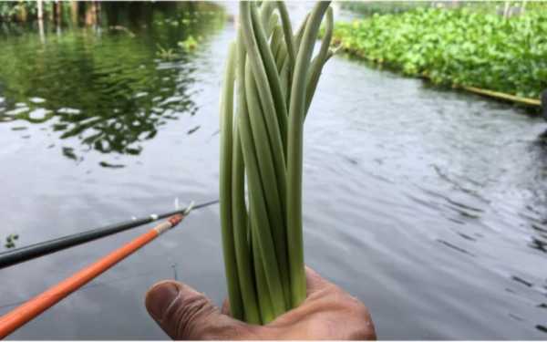 蒜苔钓鱼怎么样？蒜苔放什么调料？-第3张图片-平阳县乌魄百货商行