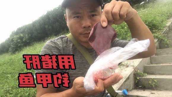 猪肝夏天钓鱼怎么样，冬天猪肝钓鱼？-第2张图片-平阳县乌魄百货商行