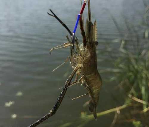 黑河虾钓鱼怎么样，黑河虾钓鱼怎么样好吃吗！-第2张图片-平阳县乌魄百货商行