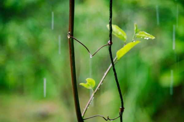 钦州春雨钓鱼怎么样？钦州春雨钓鱼怎么样呀？-第3张图片-平阳县乌魄百货商行