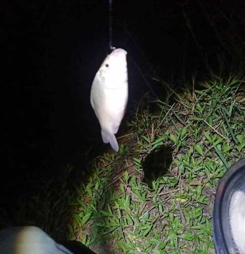 雨天晚上钓鱼怎么样，下雨天夜钓钓鱼鱼口好吗！-第1张图片-平阳县乌魄百货商行