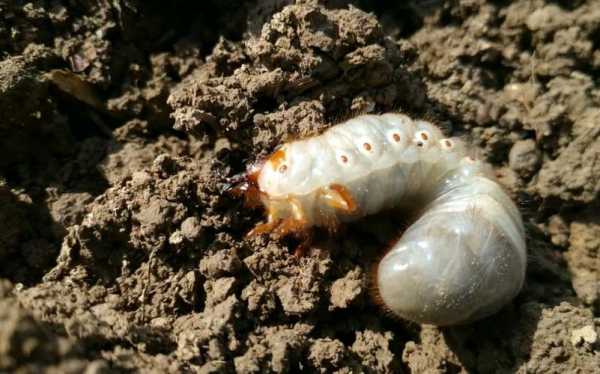 土蚕虫钓鱼怎么样？土蚕虫钓鱼怎么样啊？-第1张图片-平阳县乌魄百货商行