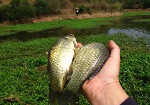 湖边散步钓鱼怎么样，湖边散步钓鱼怎么样才能钓到？-第2张图片-平阳县乌魄百货商行