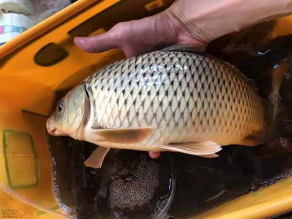 自作饵料钓鱼怎么样，自作饵料钓鱼怎么样才能钓到-第2张图片-平阳县乌魄百货商行