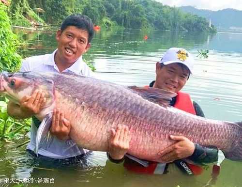 东江巨物钓鱼怎么样，东江最大的鱼-第2张图片-平阳县乌魄百货商行