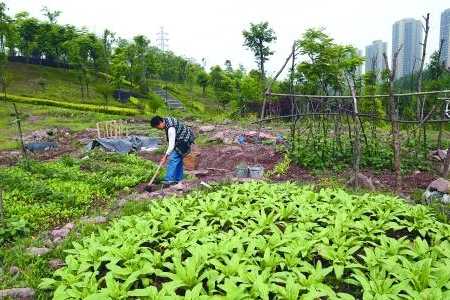 菜地钓鱼效果怎么样，种菜钓鱼-第2张图片-平阳县乌魄百货商行