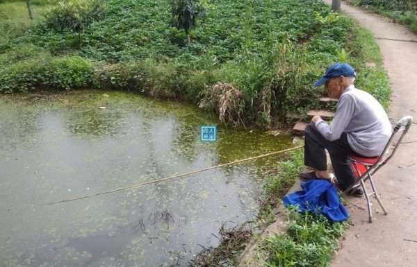 菜地钓鱼效果怎么样，种菜钓鱼-第1张图片-平阳县乌魄百货商行