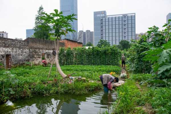 菜地钓鱼效果怎么样，种菜钓鱼-第3张图片-平阳县乌魄百货商行