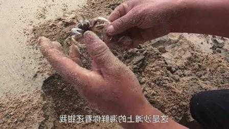 怎么样用沙蟹钓鱼？沙蟹的玩法？-第1张图片-平阳县乌魄百货商行