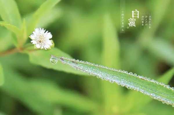 白露时节钓鱼怎么样？白露时节钓鲤鱼？-第2张图片-平阳县乌魄百货商行