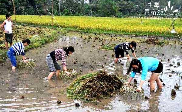 泸州稻田钓鱼怎么样，泸州水稻？-第2张图片-平阳县乌魄百货商行