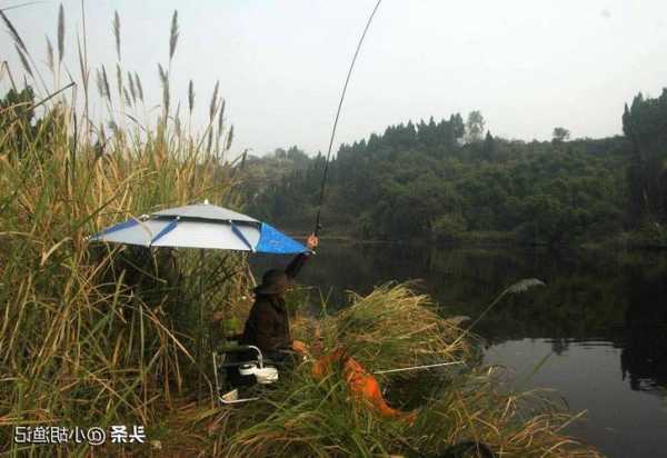 阳春河边钓鱼怎么样？阳春河边钓鱼怎么样好钓吗？-第1张图片-平阳县乌魄百货商行