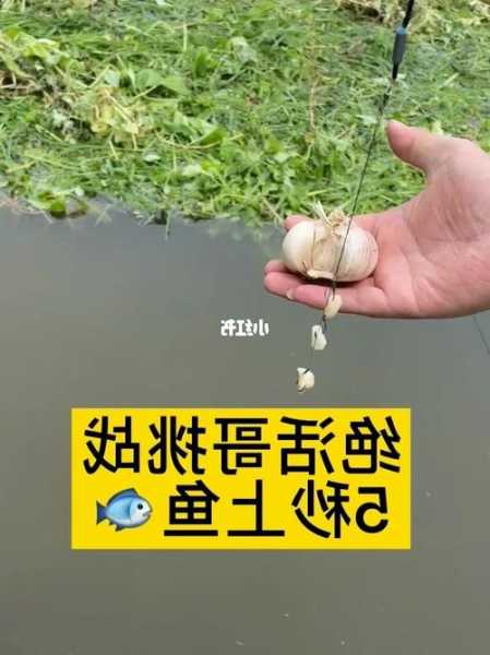 怎么样能用大蒜钓鱼？怎么样能用大蒜钓鱼呢视频？-第2张图片-平阳县乌魄百货商行