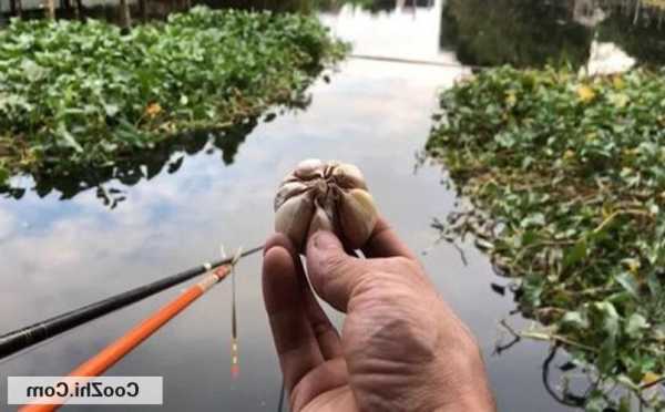 怎么样能用大蒜钓鱼？怎么样能用大蒜钓鱼呢视频？-第3张图片-平阳县乌魄百货商行