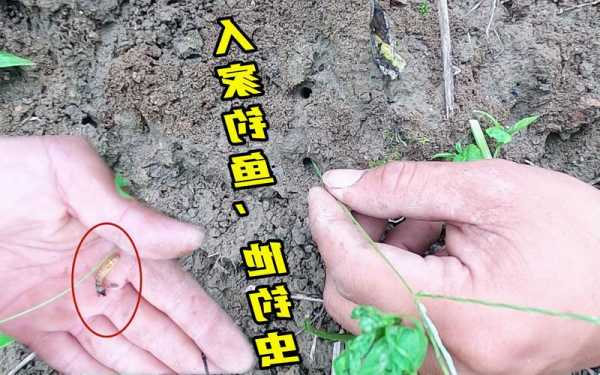 葡萄虫钓鱼怎么样？葡萄虫能钓什么鱼？-第2张图片-平阳县乌魄百货商行