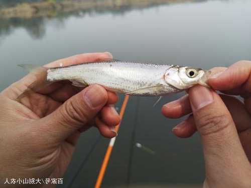 小白怎么样钓鱼最好，野钓小白鱼-第3张图片-平阳县乌魄百货商行