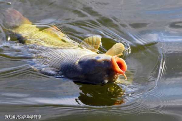 嘉陵河里钓鱼怎么样，嘉陵江野钓用什么鱼饵！-第1张图片-平阳县乌魄百货商行