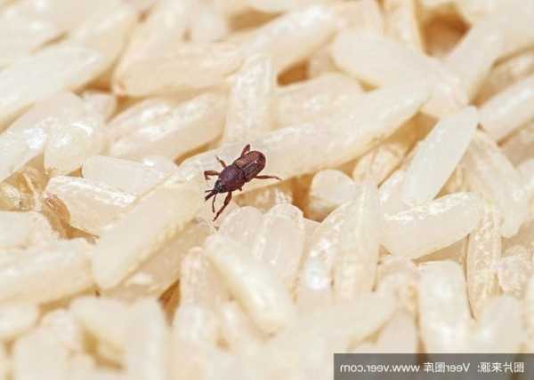 用米虫钓鱼怎么样，用米虫钓鱼怎么样好钓吗？-第2张图片-平阳县乌魄百货商行